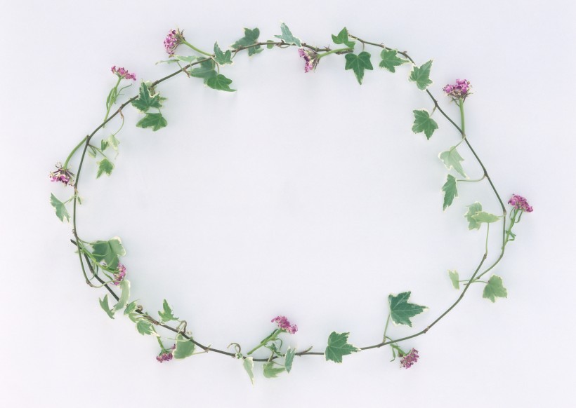 树叶、树枝绿色植物边框图片