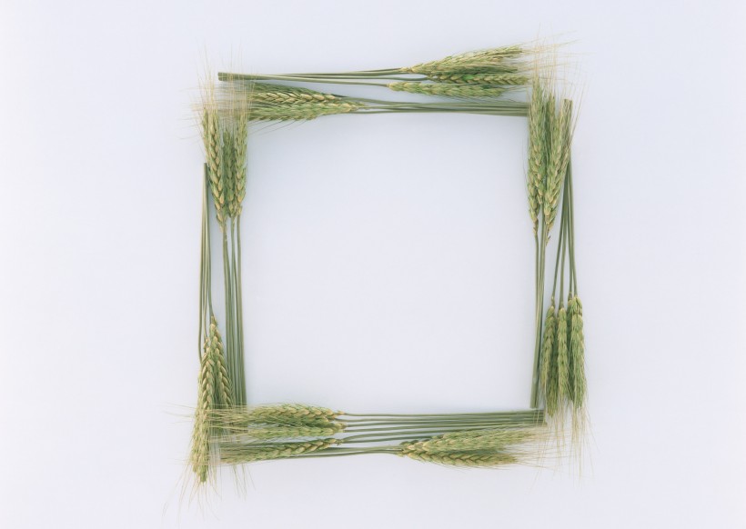 树叶、树枝绿色植物边框图片