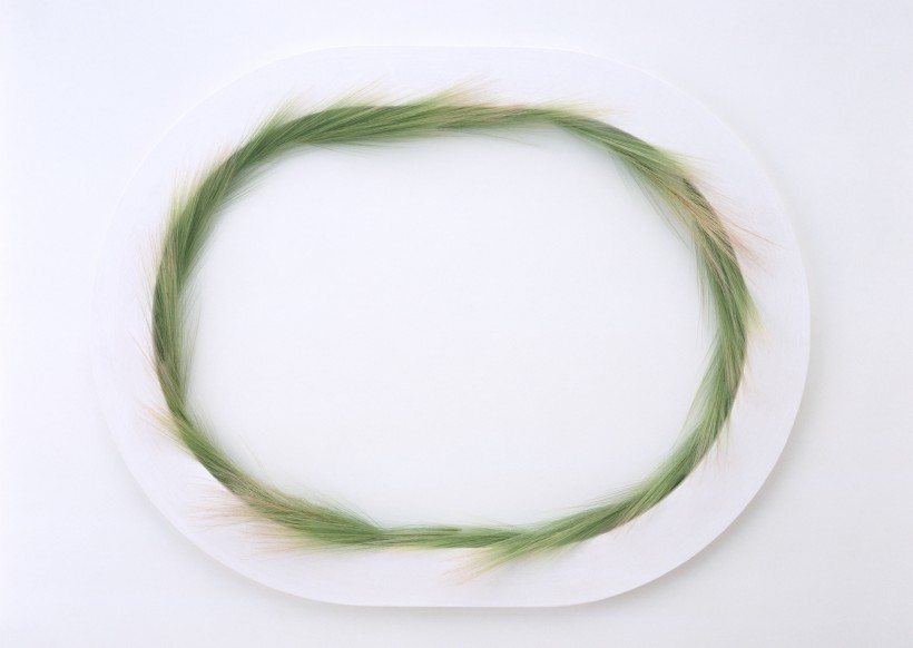 树叶、树枝绿色植物边框图片