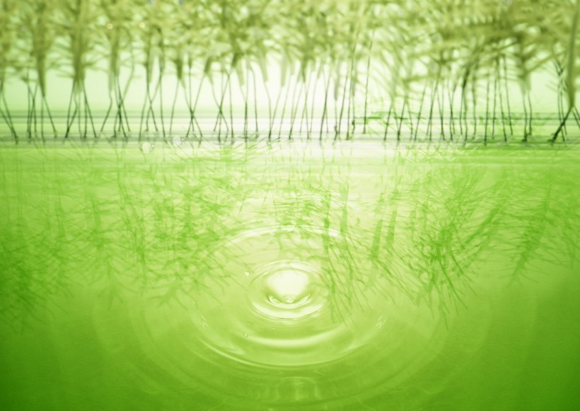 绿色、生命和水图片