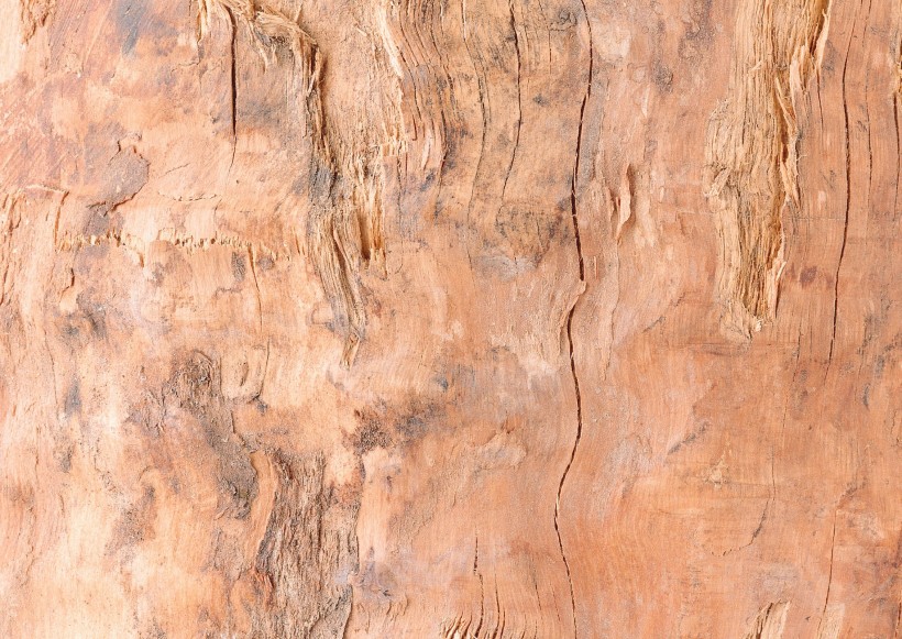 树木粗糙纹理图片