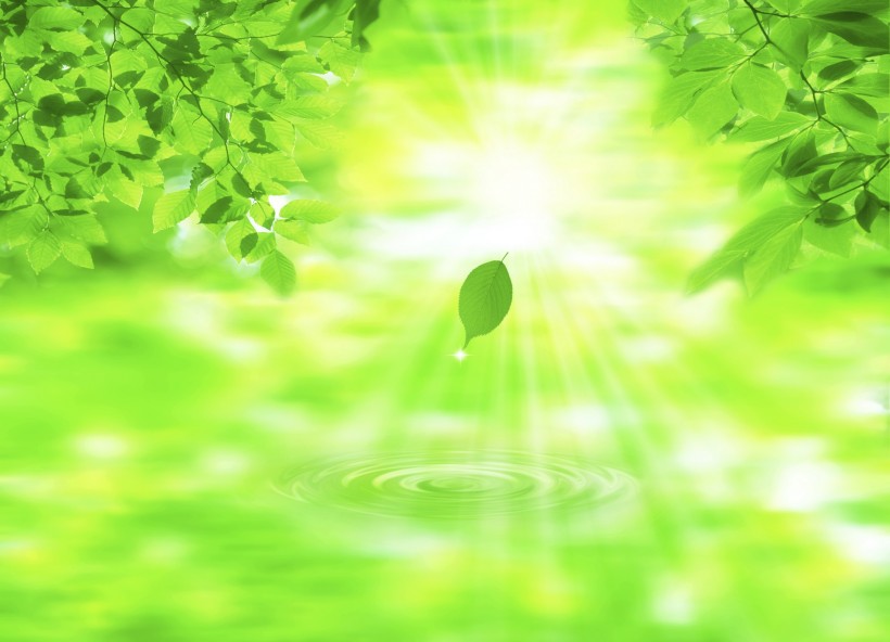 绿叶和晶莹水滴图片