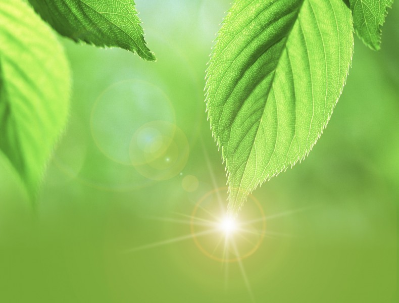 绿叶和晶莹水滴图片