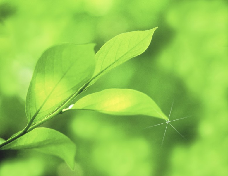 绿叶和晶莹水滴图片