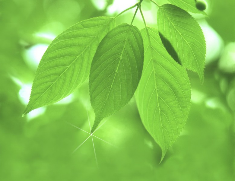 绿叶和晶莹水滴图片