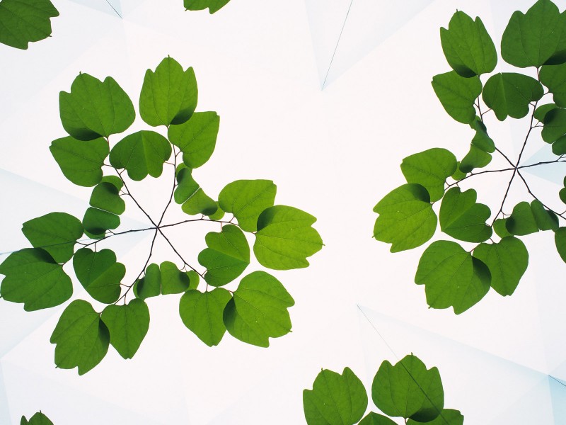 万花筒花卉底纹图片