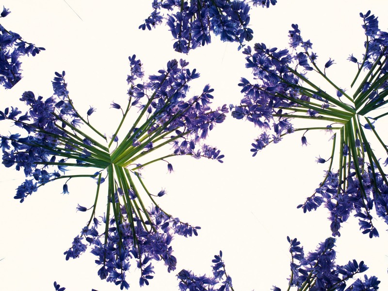 万花筒花卉底纹图片