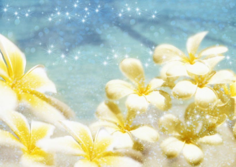 鲜花季节之夏图片