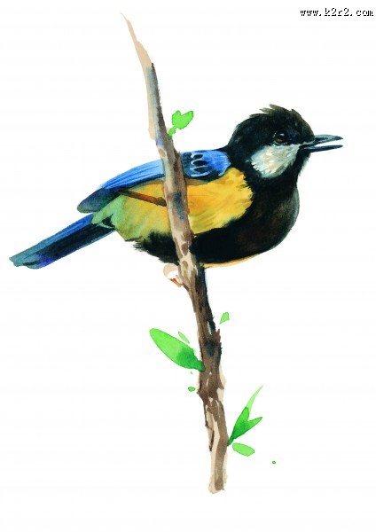 树枝上的鸟彩绘图片