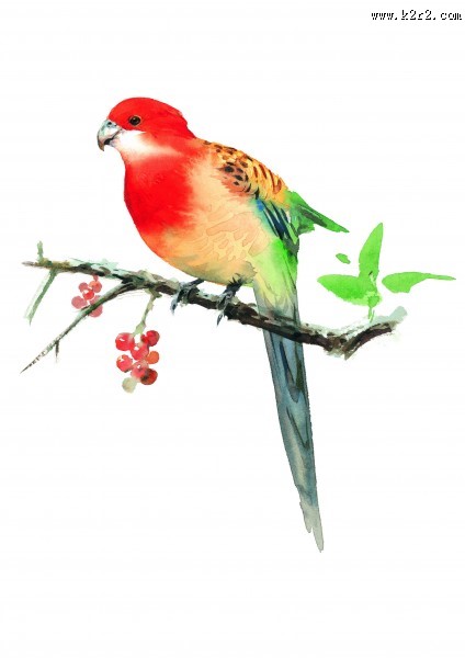 树枝上的鸟彩绘图片