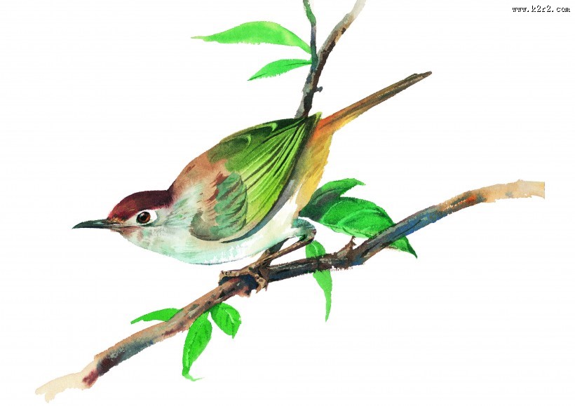 树枝上的鸟彩绘图片