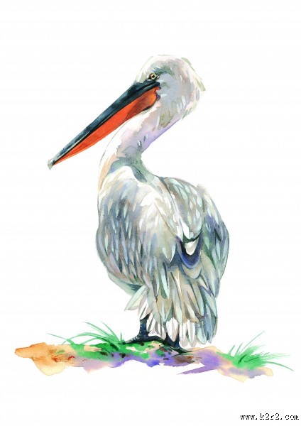 孔雀仙鹤彩绘图片