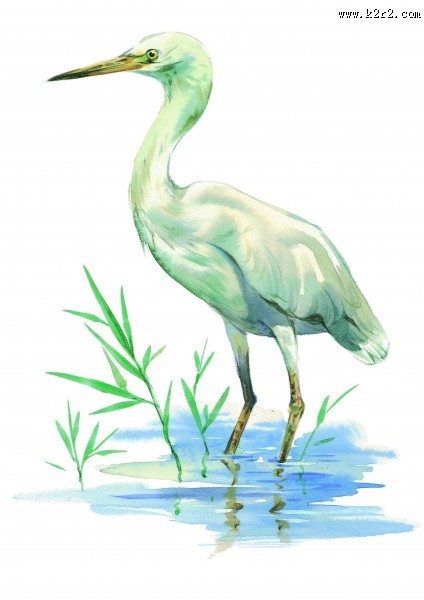 孔雀仙鹤彩绘图片