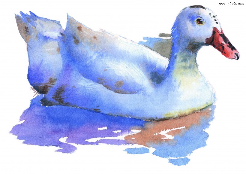 孔雀仙鹤彩绘图片