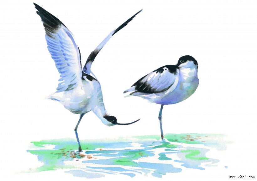 孔雀仙鹤彩绘图片