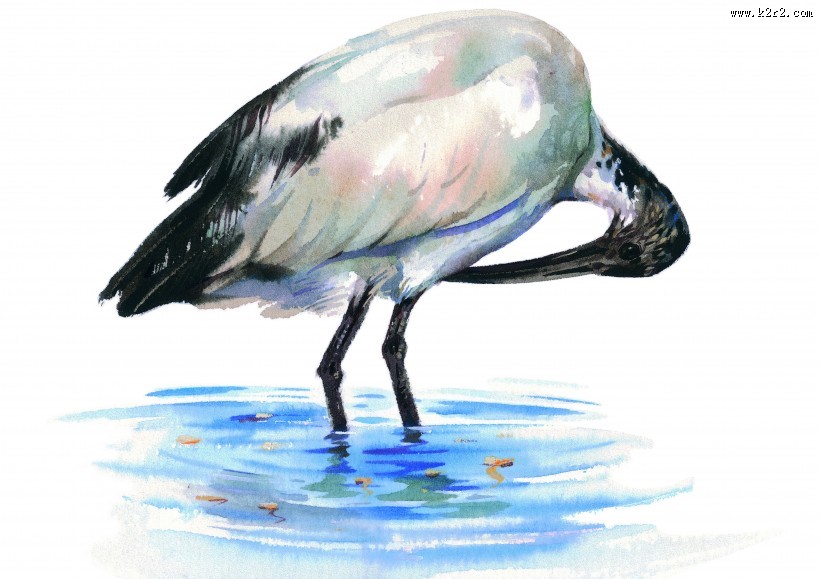 孔雀仙鹤彩绘图片