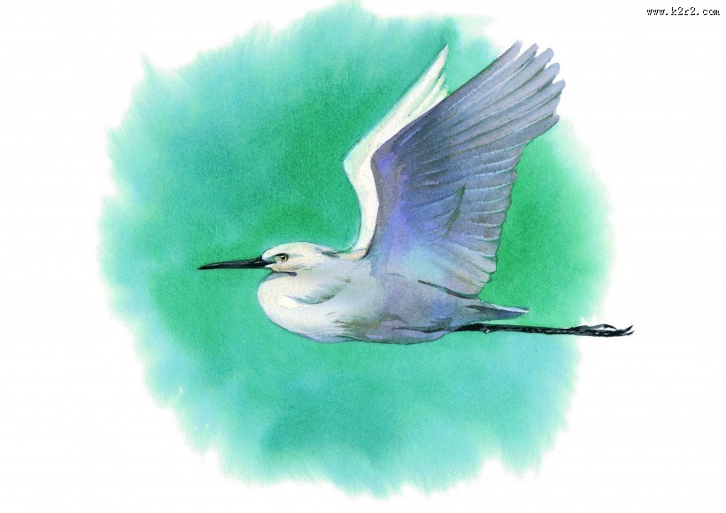 孔雀仙鹤彩绘图片