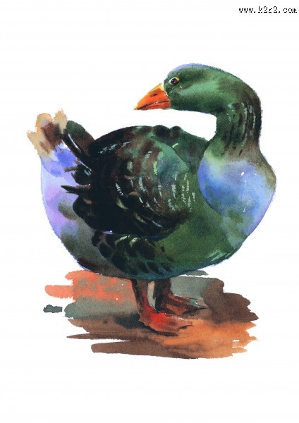 彩绘各种鸟类图片大全