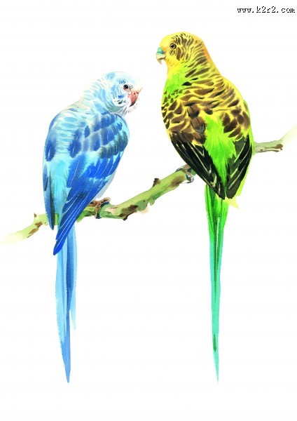 彩绘各种鸟类图片大全