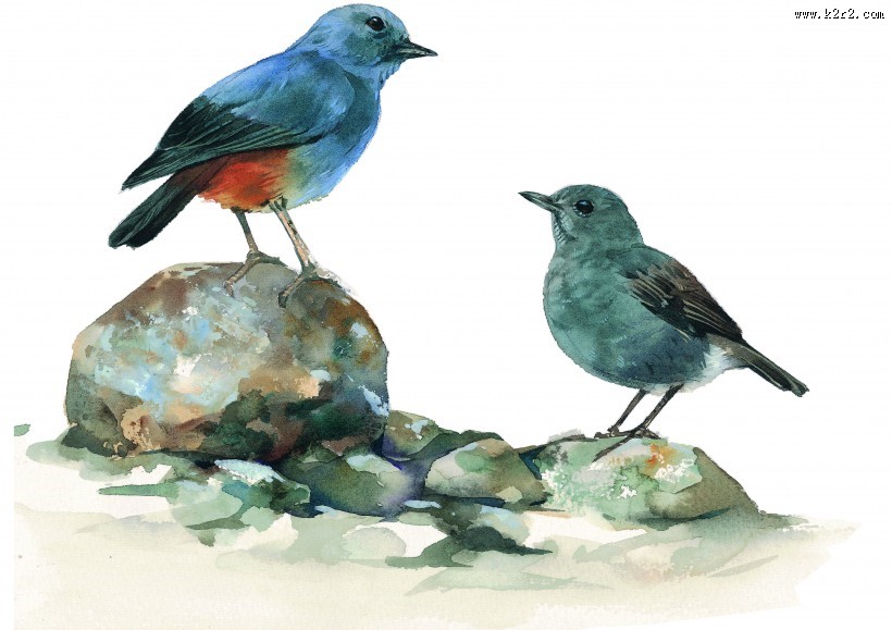 彩绘各种鸟类图片大全