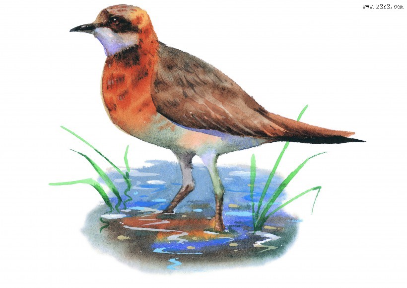 彩绘各种鸟类图片大全