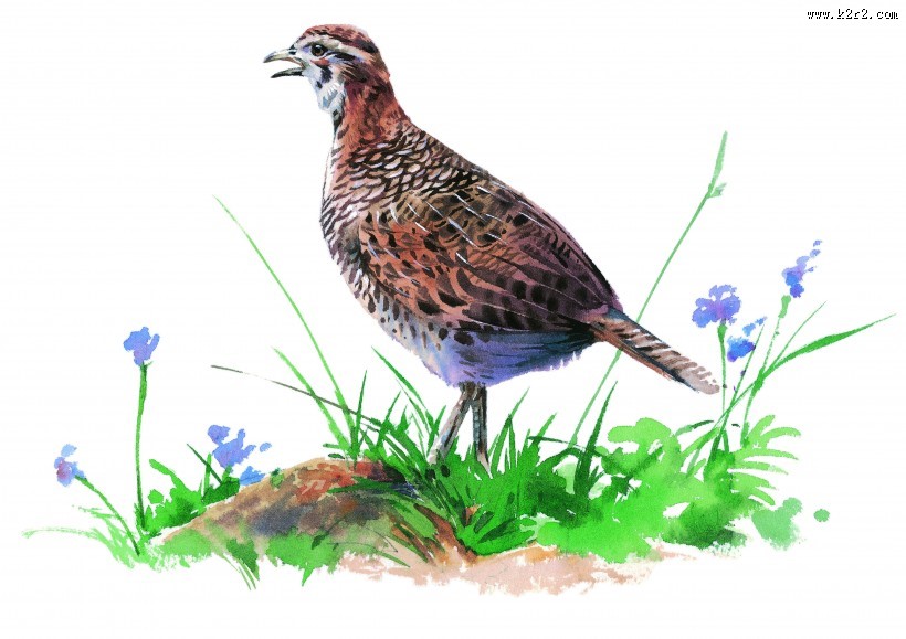 彩绘各种鸟类图片大全