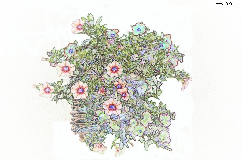 彩色素描花卉图片
