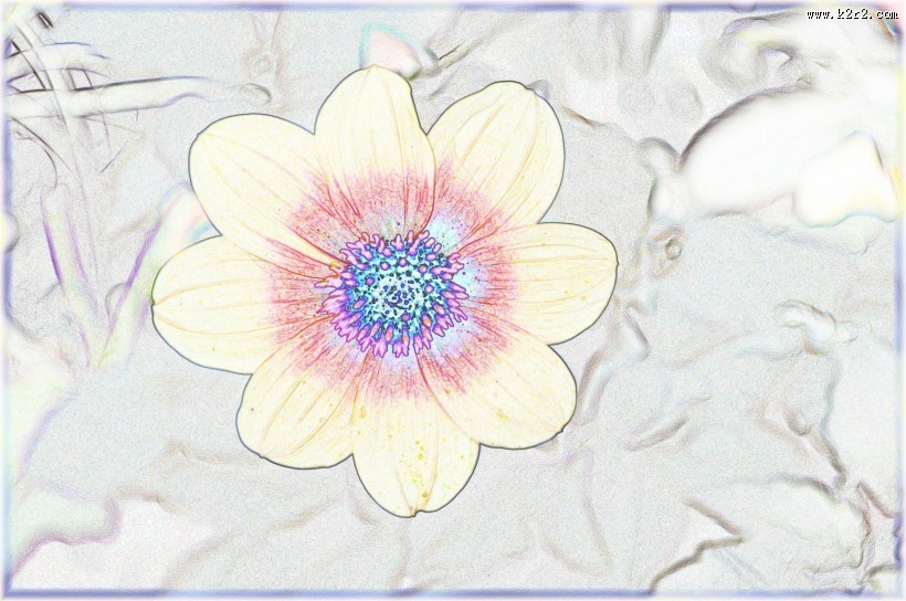 素描花卉图片