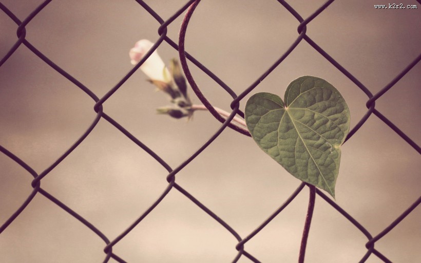 铁丝网创意摄影图片