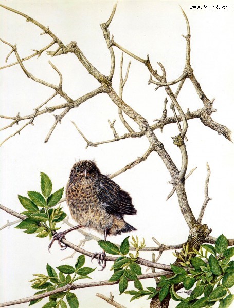 欧洲动物花鸟画图片大全