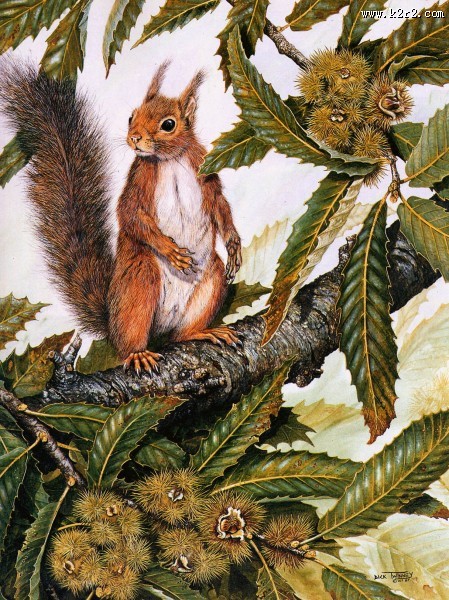 欧洲动物花鸟画图片大全