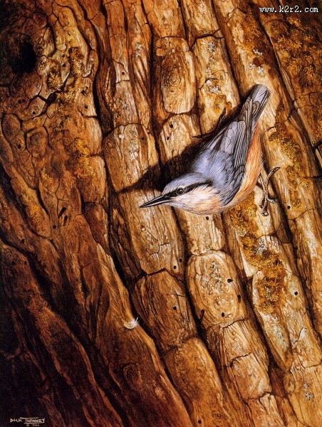 欧洲动物花鸟画图片大全