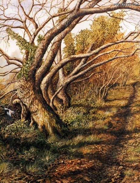 欧洲动物花鸟画图片大全