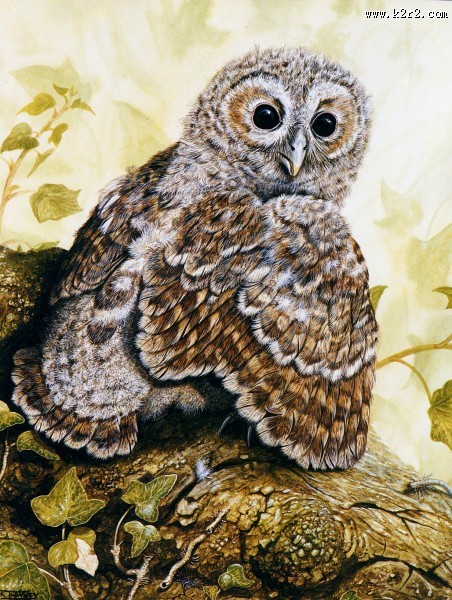 欧洲动物花鸟画图片大全