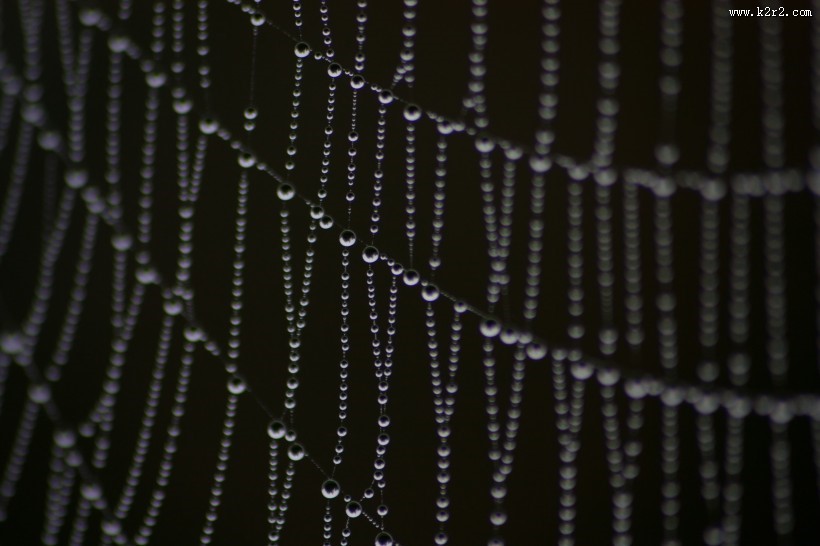 带水珠的蜘蛛网图片