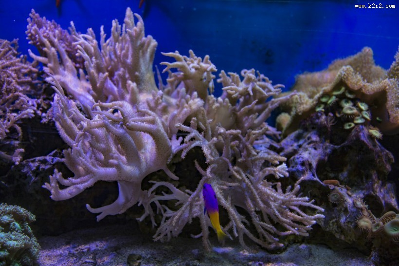 海底的珊瑚礁图片