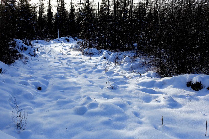 采伐场地图片大全