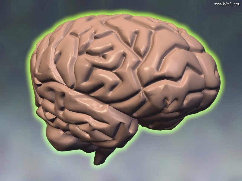 人体大脑图片