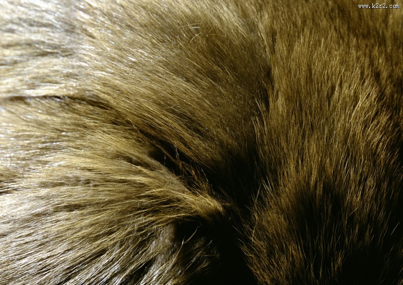 皮毛特写图片