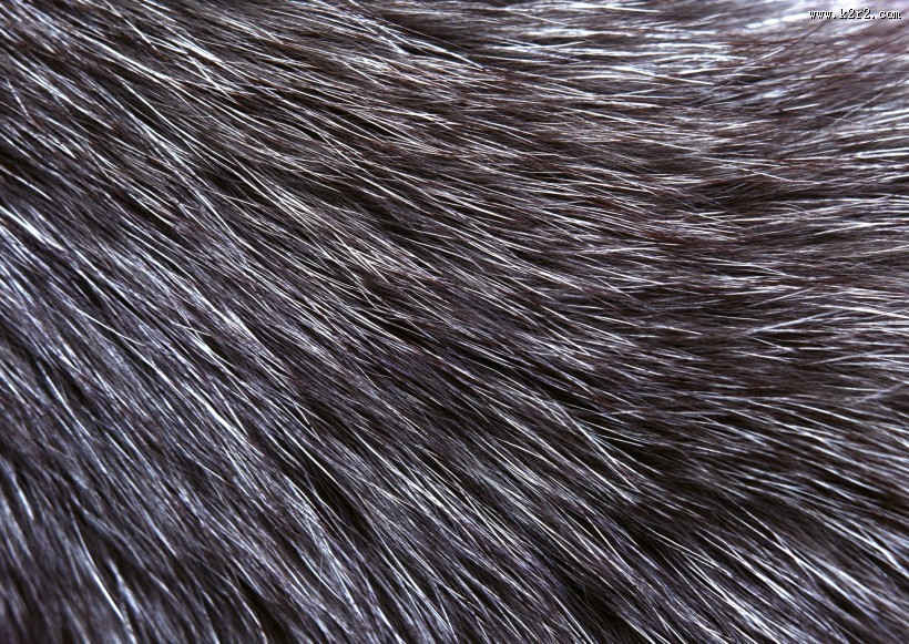 皮毛特写图片