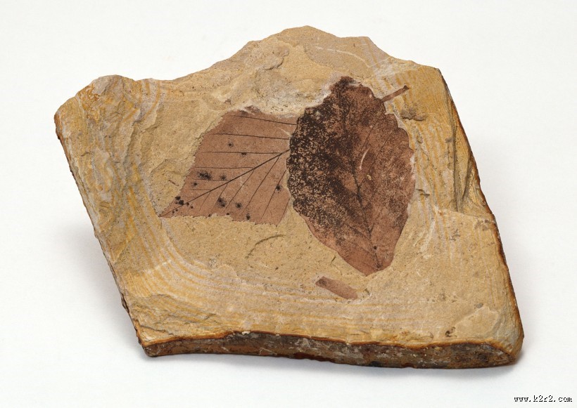 植物化石图片
