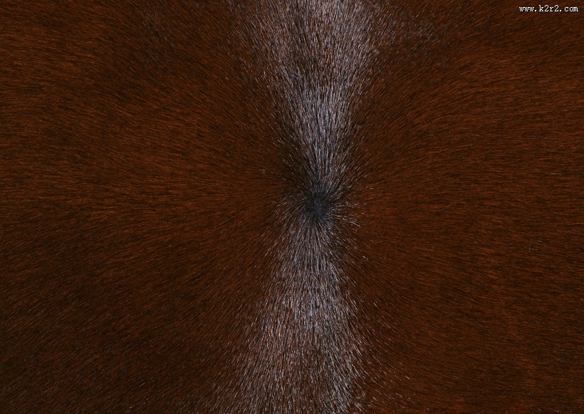 动物皮毛图片
