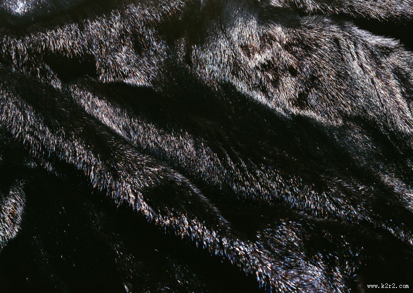 动物皮毛图片