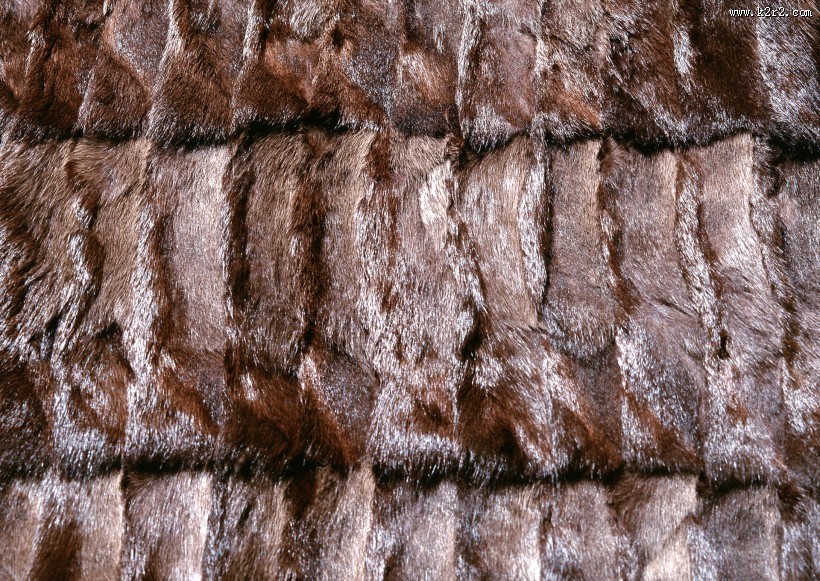 动物皮毛图片