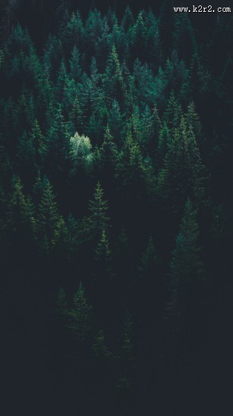 生长茂盛的森林图片