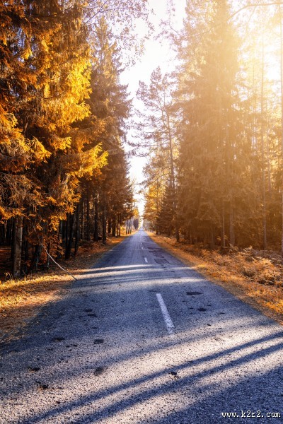 秋天的树林图片