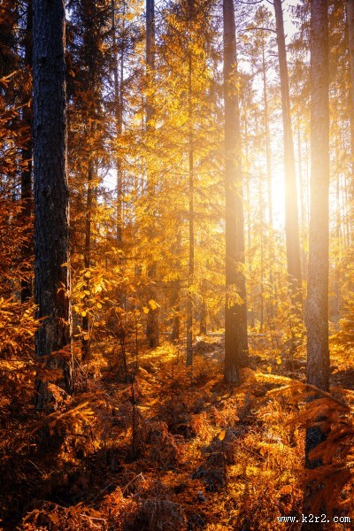 秋天的树林图片