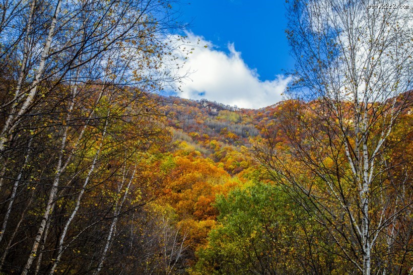 漫山遍野的金色秋景图片