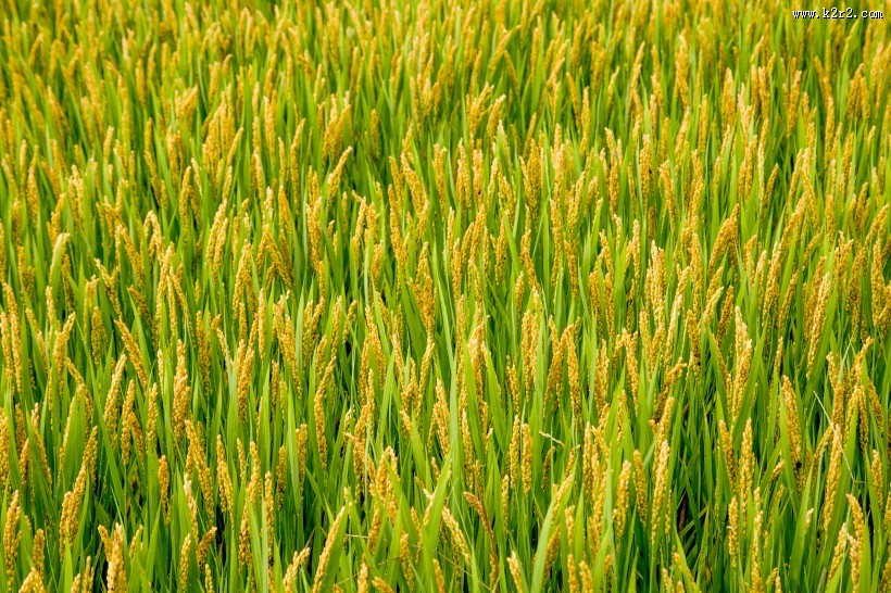 丰收的稻田图片大全