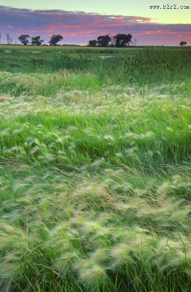 广袤的草原图片